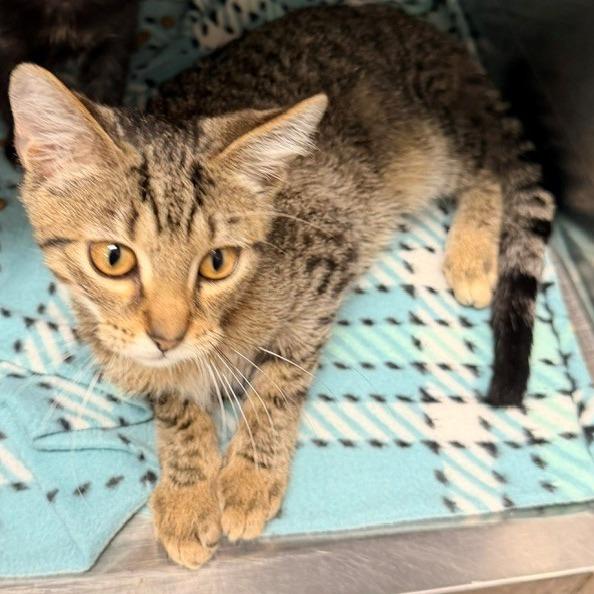 Enlarge Meowzer, a Adoptable Domestic Short Hair in Horn Lake, MS image 1/2