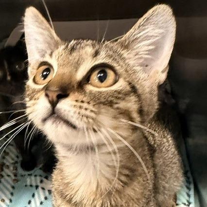 Enlarge Meowzer, a Adoptable Domestic Short Hair in Horn Lake, MS image 2/2