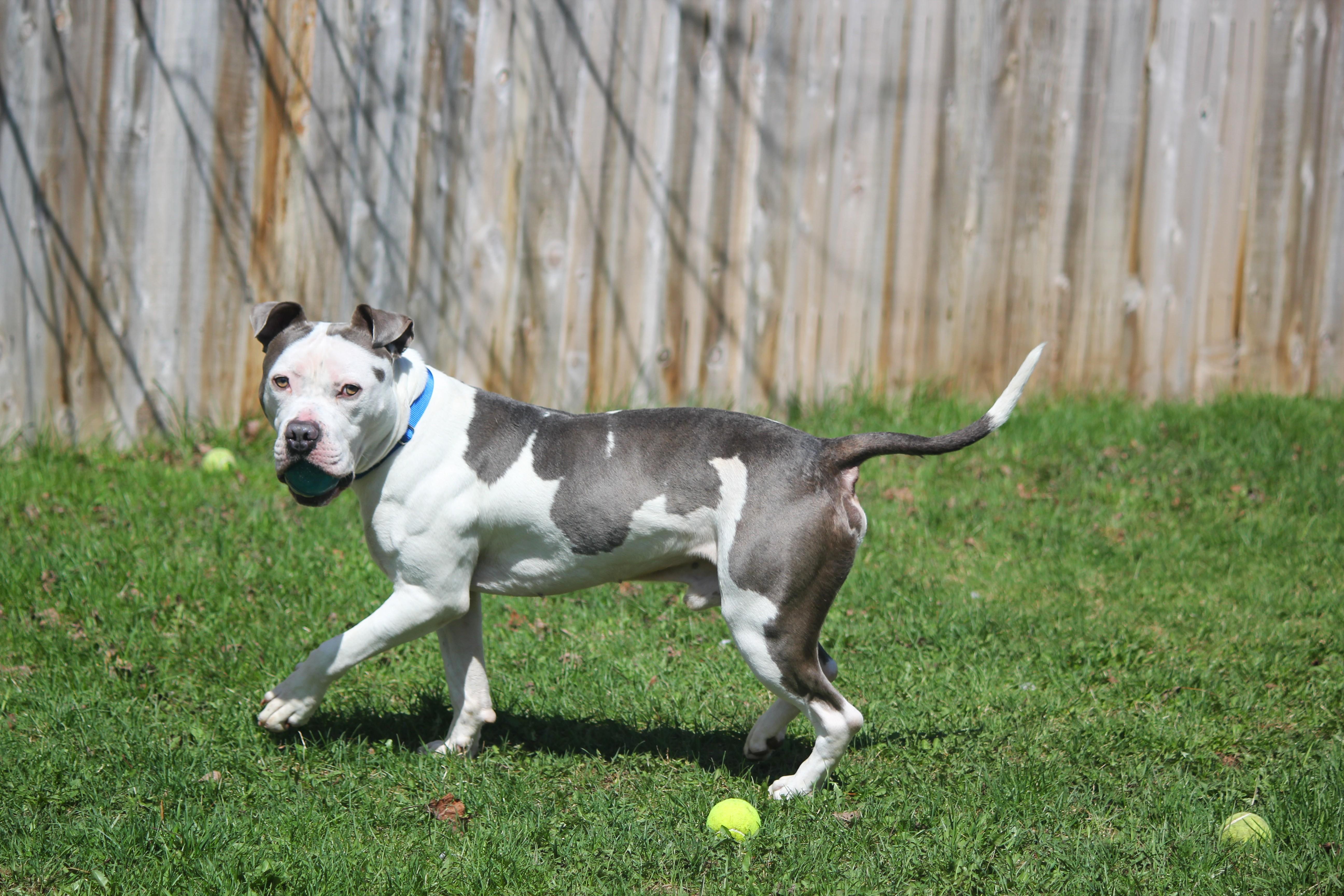 Enlarge Jimbo, an adopted mixed breed in Hayward, WI image 3/3
