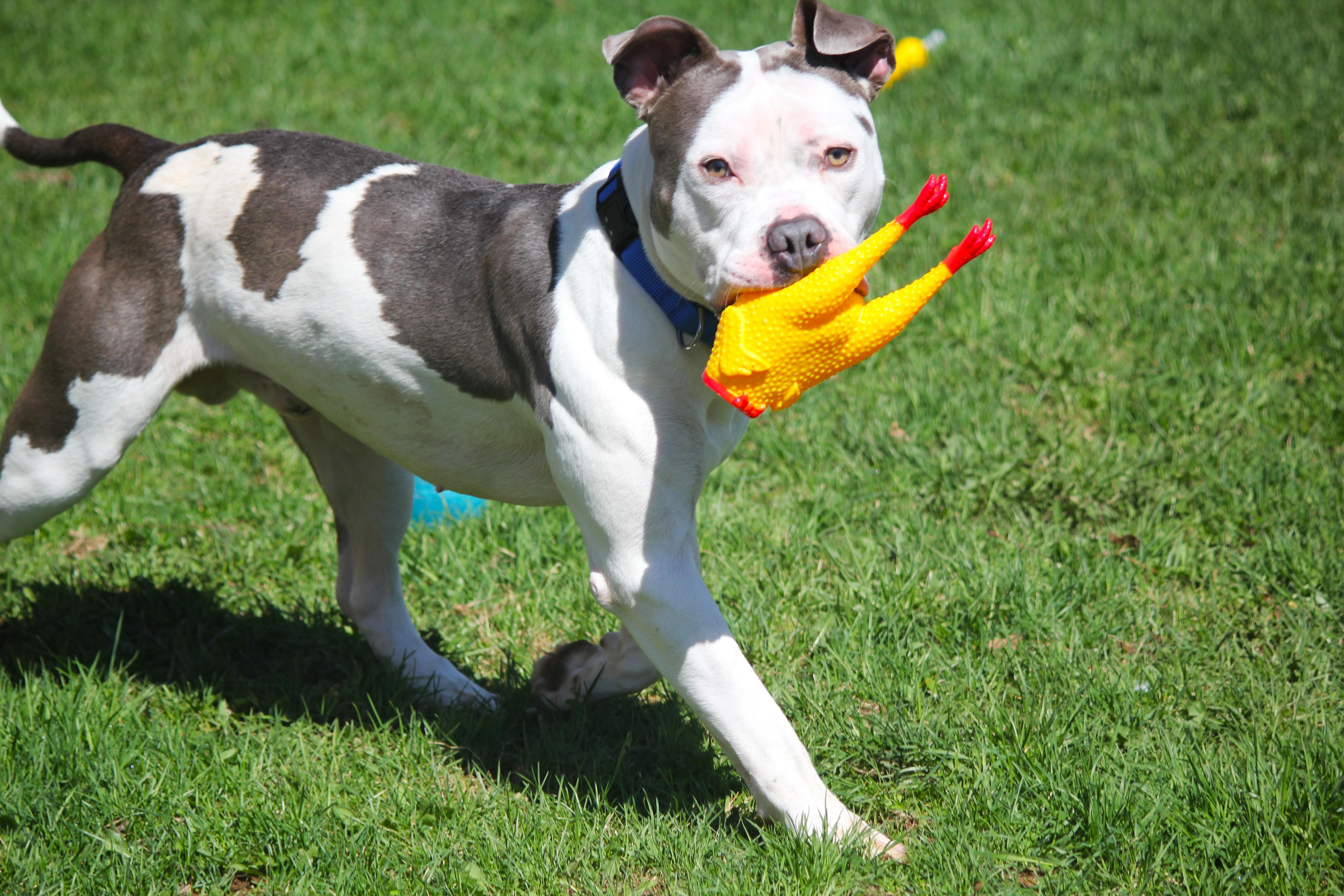 Enlarge Jimbo, an adopted mixed breed in Hayward, WI image 2/3