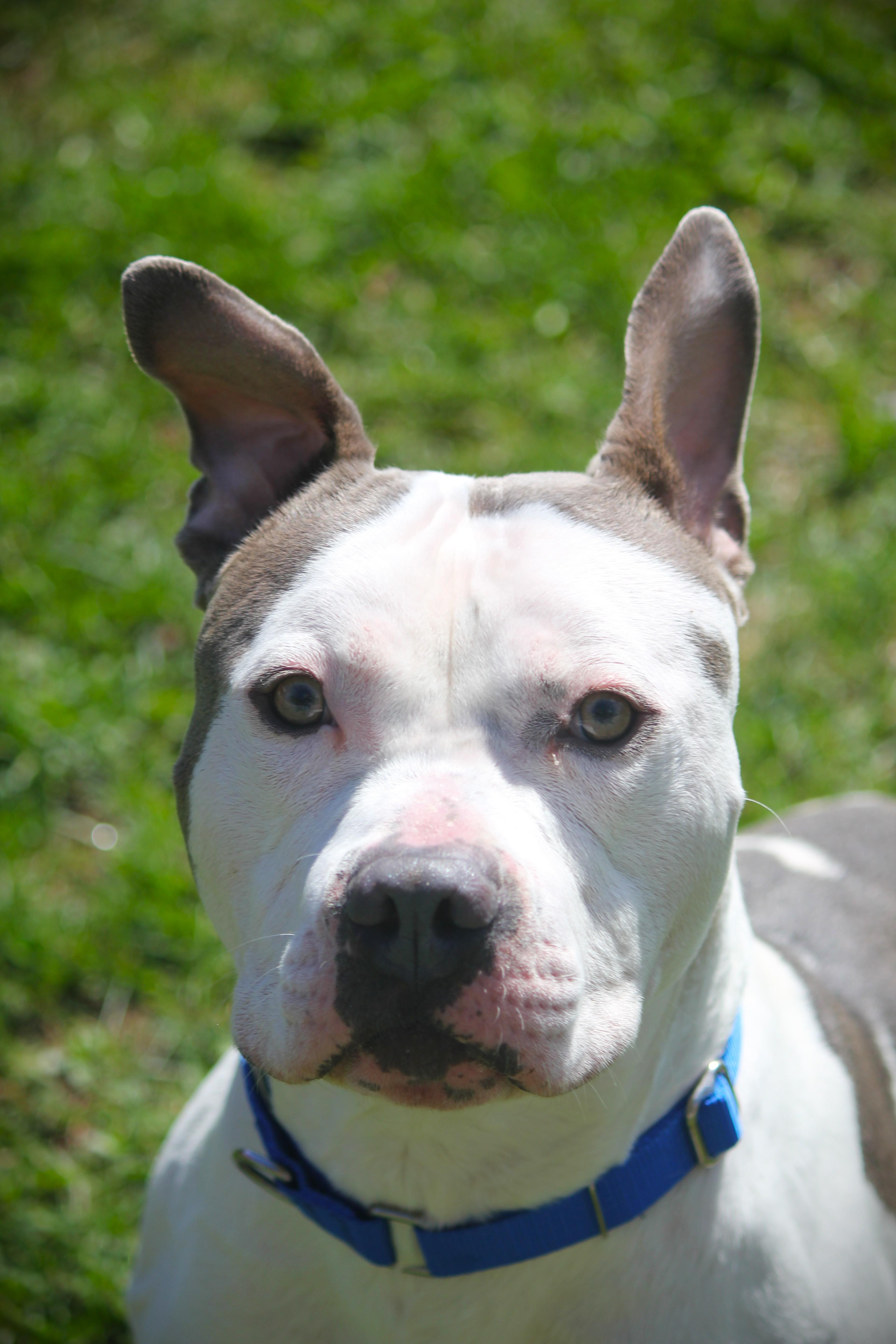 Enlarge Jimbo, an adopted mixed breed in Hayward, WI image 1/3