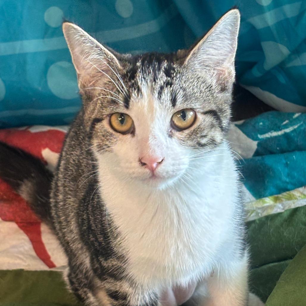 Marigold 39C26, Adoptable, Kitten Female Domestic Short Hair & Domestic Short Hair.