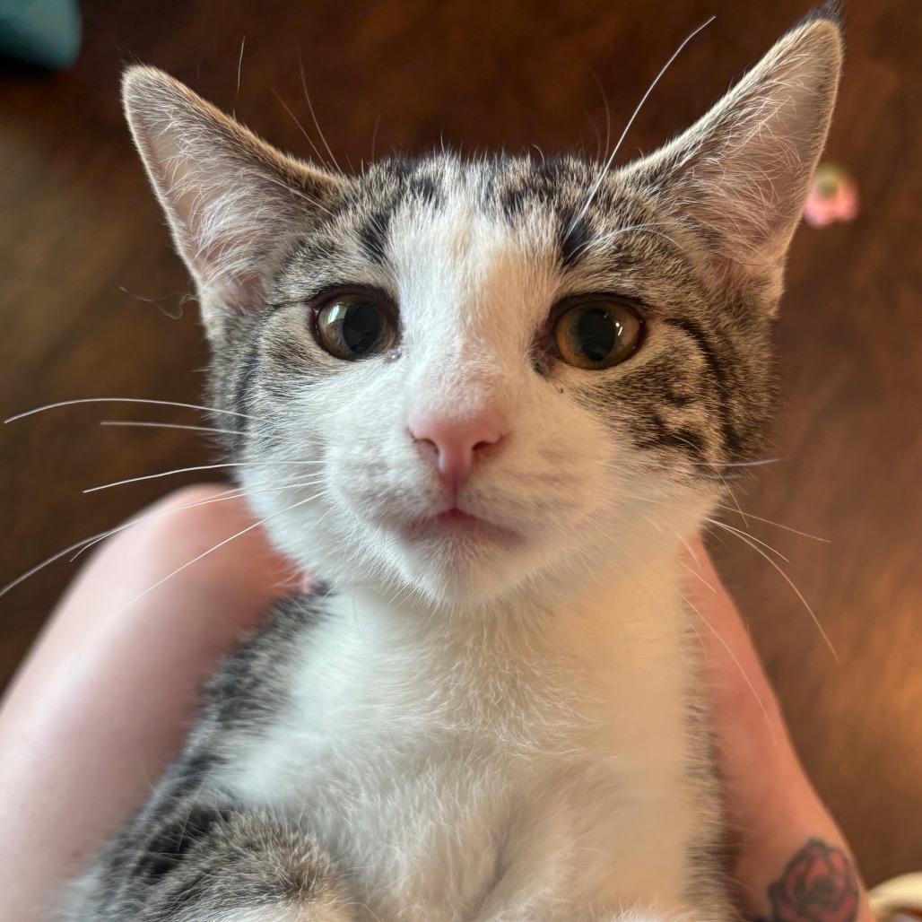 Enlarge Marigold 39C26, a Adoptable mixed breed in Napoleon, OH image 3/6