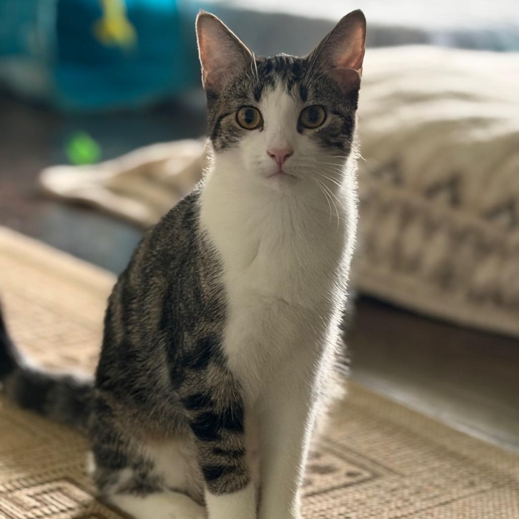 Enlarge Marigold 39C26, a Adoptable mixed breed in Napoleon, OH image 3/6