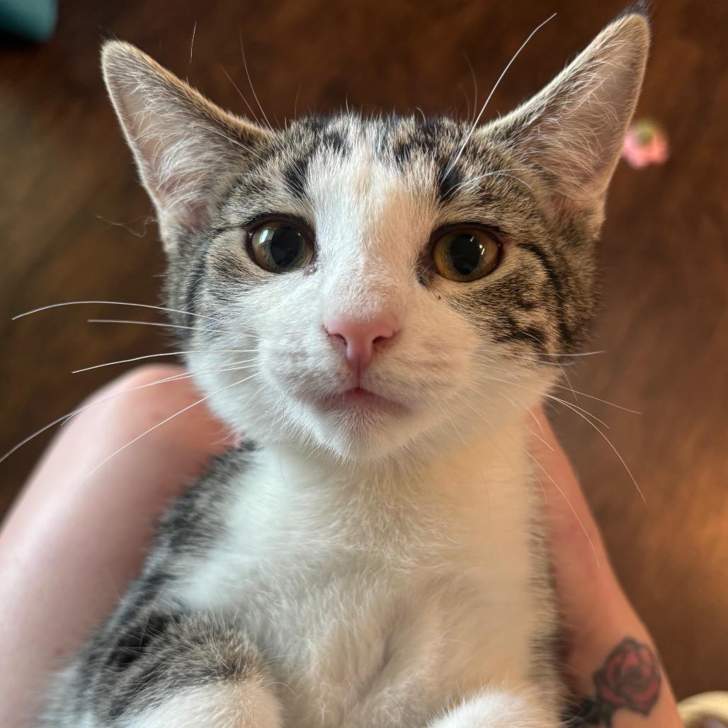 Enlarge Marigold 39C26, a Adoptable mixed breed in Napoleon, OH image 5/6