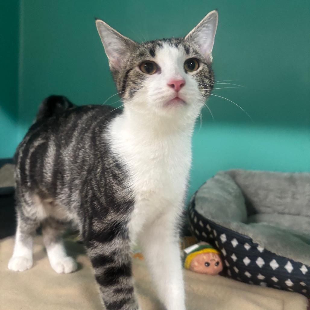 Enlarge Marigold 39C26, a Adoptable mixed breed in Napoleon, OH image 6/6