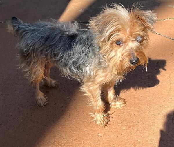 Enlarge Yum Yum, a Adoptable mixed breed in Woodstock, GA image 3/4