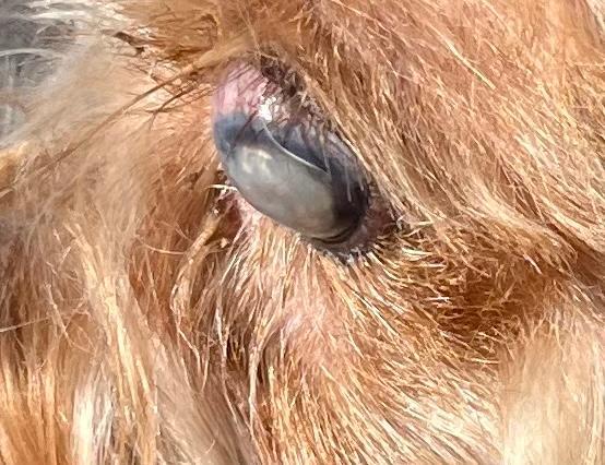 Enlarge Yum Yum, a Adoptable mixed breed in Woodstock, GA image 4/4