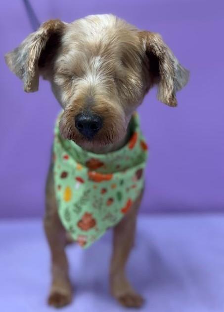 Yum Yum, Adoptable, Adult Male Yorkshire Terrier.