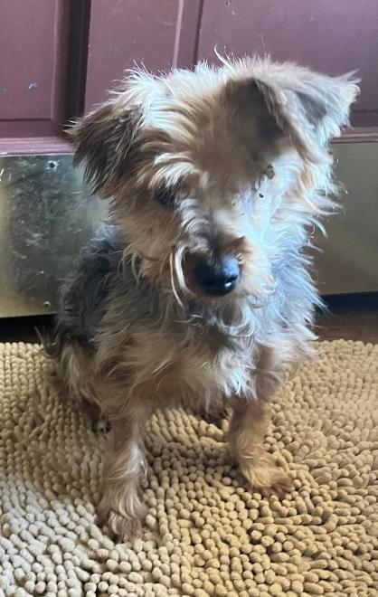 Enlarge Yum Yum, a Adoptable mixed breed in Woodstock, GA image 2/4