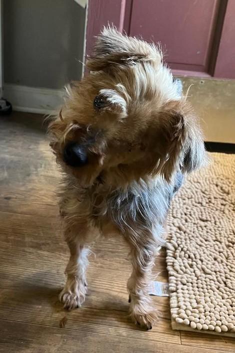 Yum Yum, Adoptable, Adult Male Yorkshire Terrier.