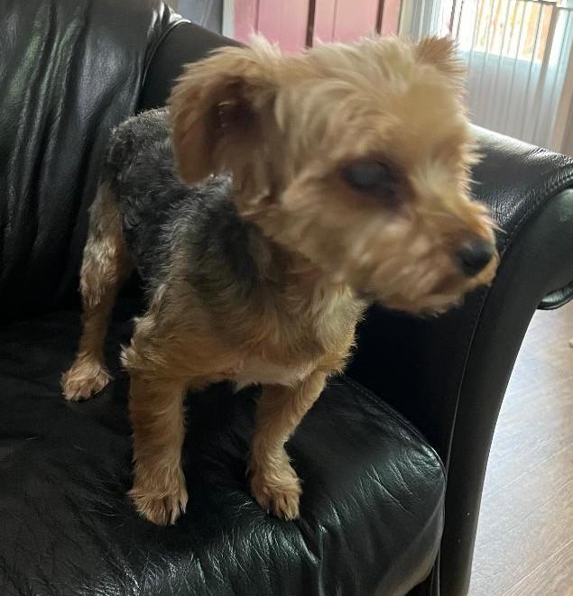 Yum Yum, Adoptable, Adult Male Yorkshire Terrier.