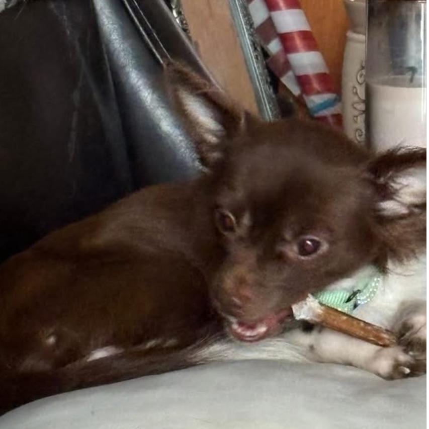 Benjamin (bonded w/Franklin), a Adoptable Chihuahua in Hudson, IL image 1/5