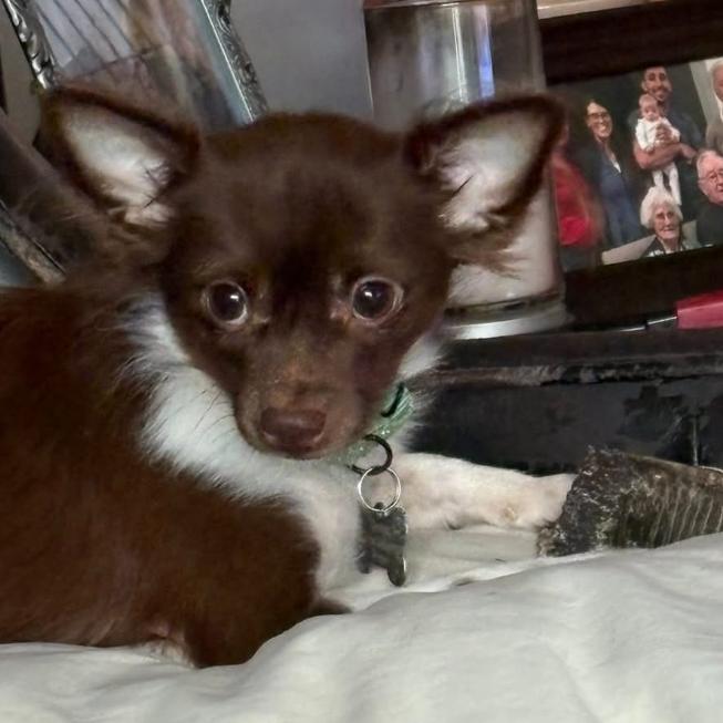Benjamin (bonded w/Franklin), a Adoptable Chihuahua in Hudson, IL image 2/5
