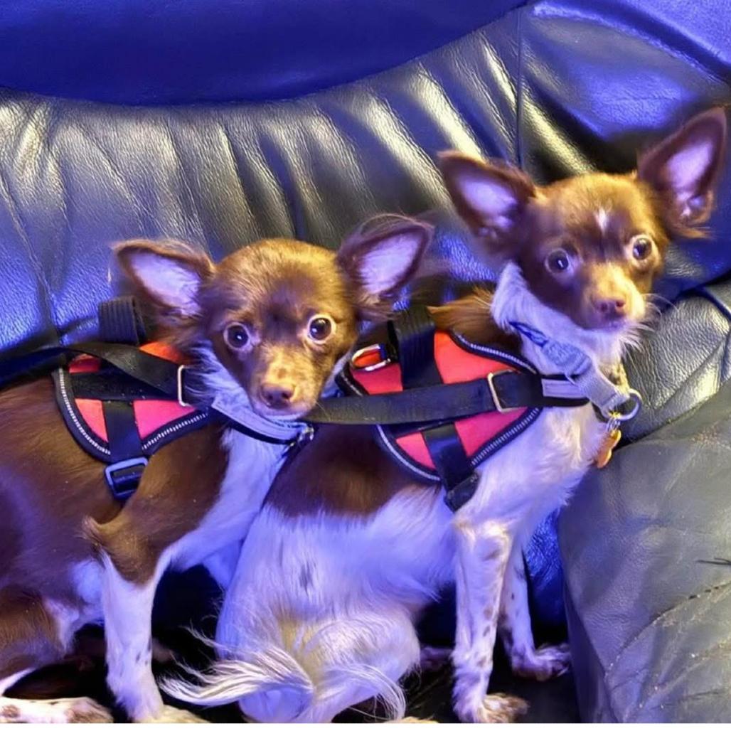 Benjamin (bonded w/Franklin), a Adoptable Chihuahua in Hudson, IL image 3/5