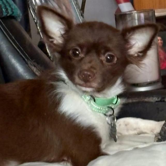 Benjamin (bonded w/Franklin), a Adoptable Chihuahua in Hudson, IL image 5/5