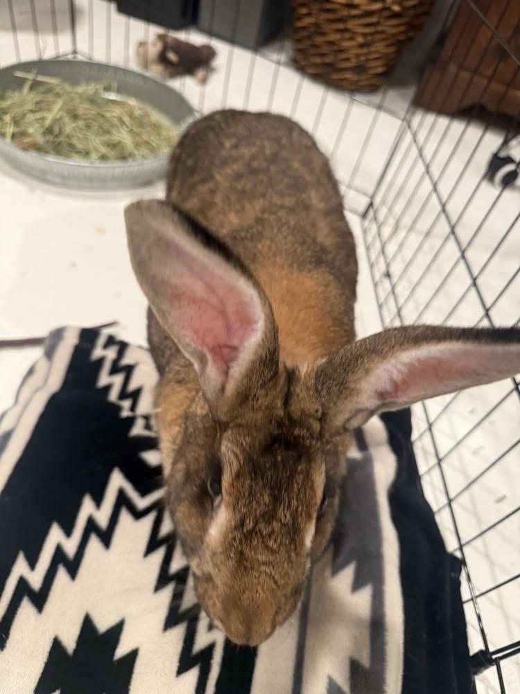 Enlarge Irene, a Adoptable Flemish Giant in Naples, FL image 1/3