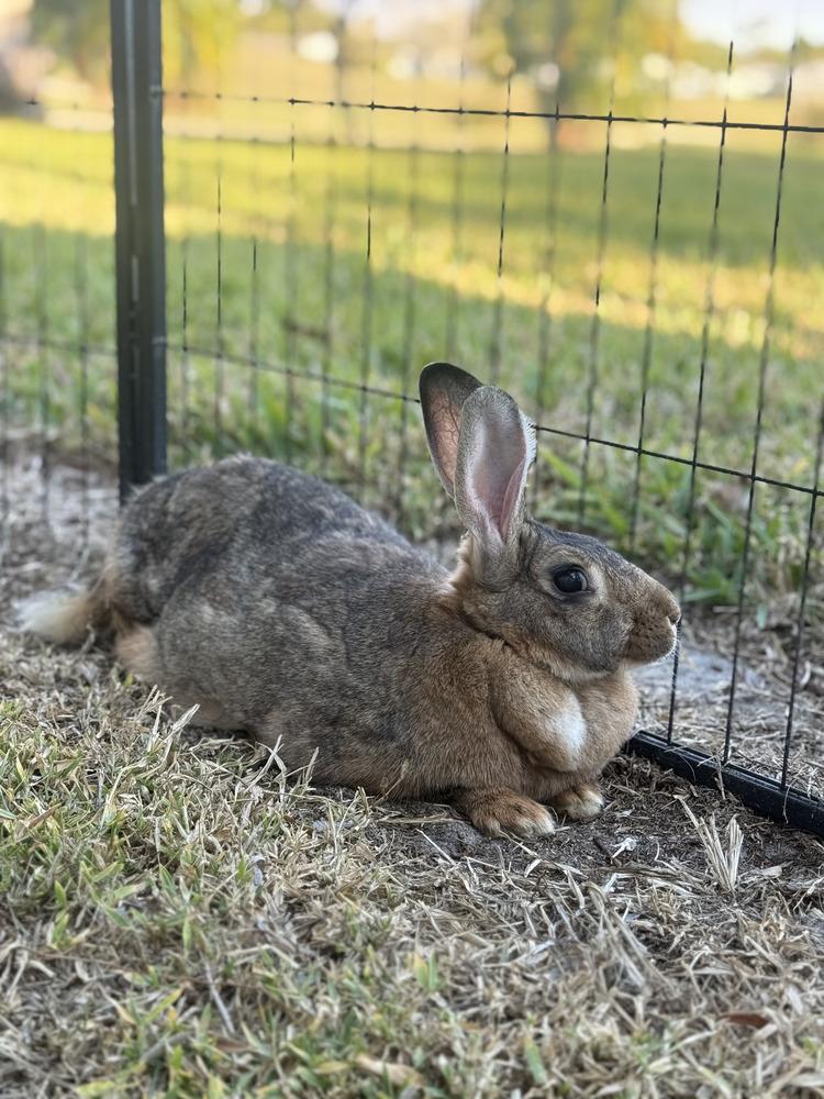 Enlarge Irene, a Adoptable Flemish Giant in Naples, FL image 2/3