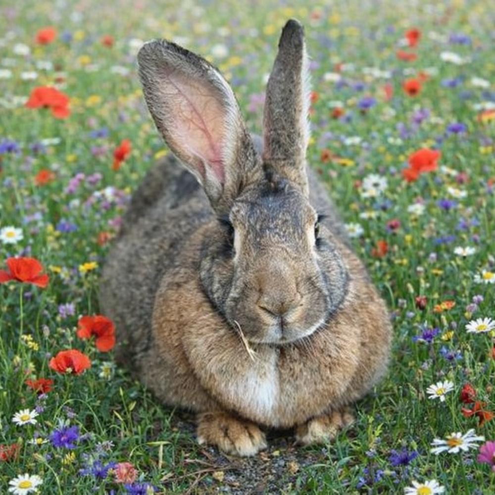 Enlarge Irene, a Adoptable Flemish Giant in Naples, FL image 3/3