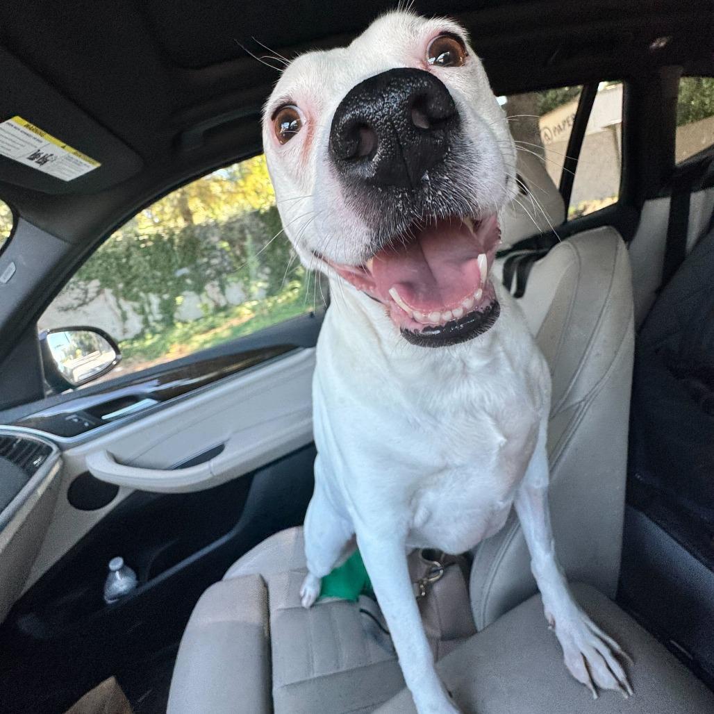 Mommas, Adoptable, Adult Female Pit Bull Terrier & Chihuahua.