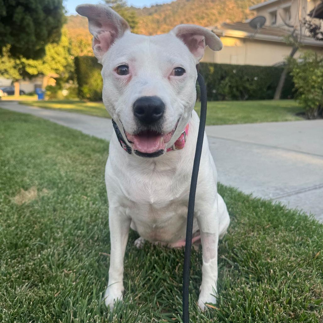 Enlarge Mommas, a Adoptable mixed breed in Turlock, CA image 2/6