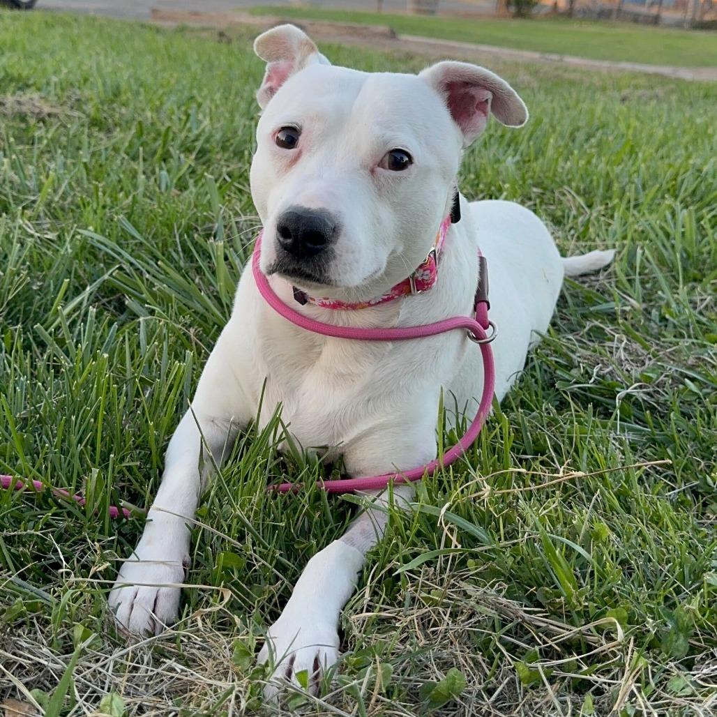 Enlarge Mommas, a Adoptable mixed breed in Turlock, CA image 4/6