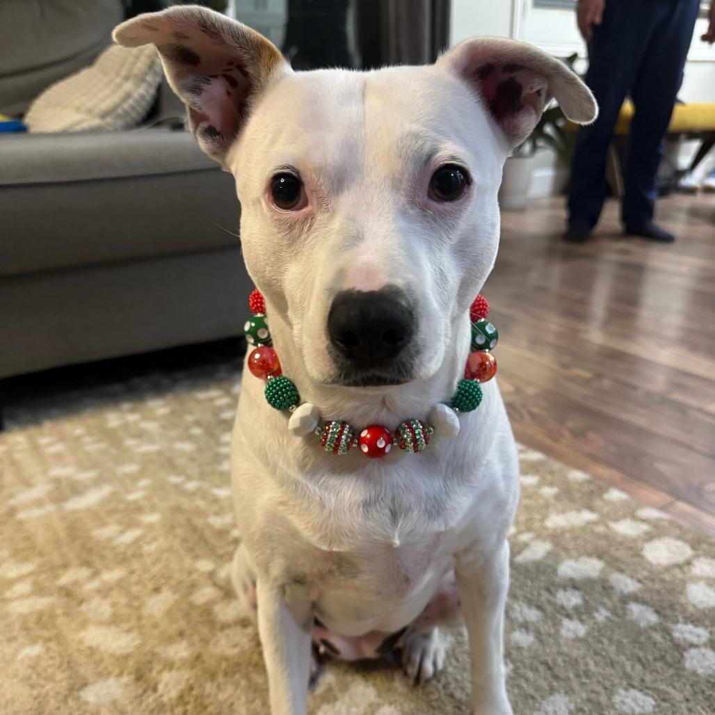 Enlarge Mommas, a Adoptable mixed breed in Turlock, CA image 5/6