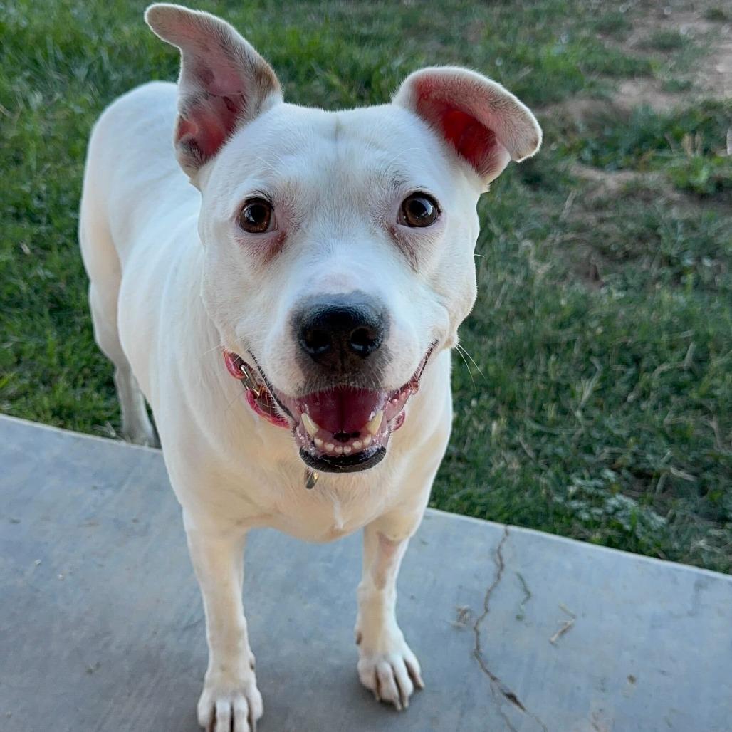 Enlarge Mommas, a Adoptable mixed breed in Turlock, CA image 6/6