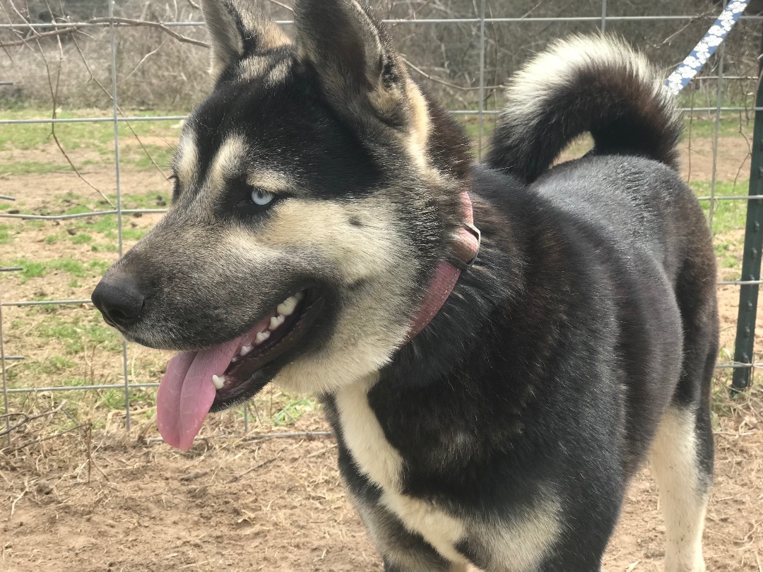 Milan, a Adoptable Husky in Rockdale, TX image 1/12