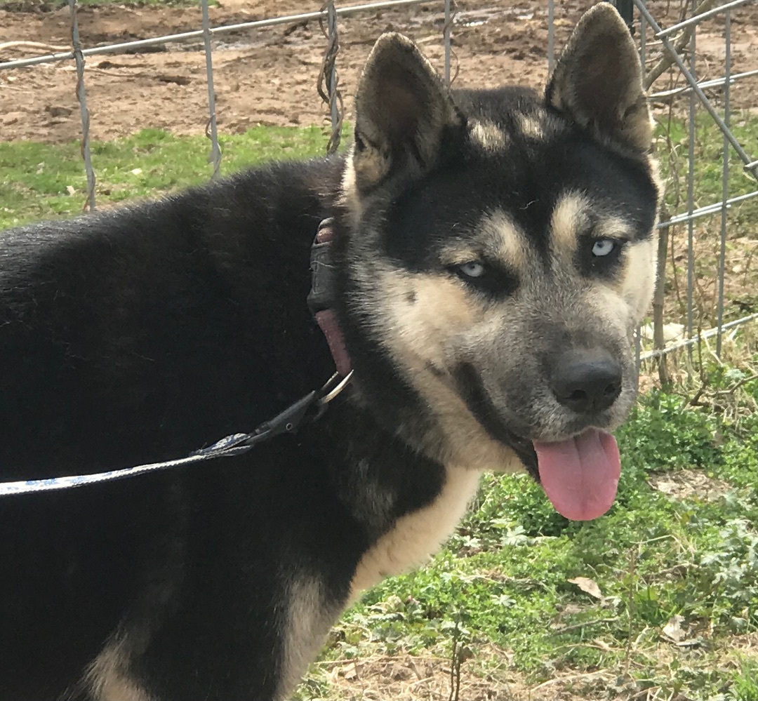 Milan, Adoptable, Young Female Husky.
