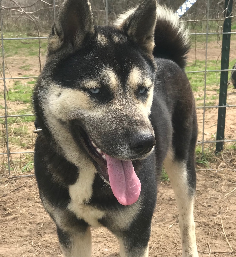 Milan, a Adoptable Husky in Rockdale, TX image 3/12