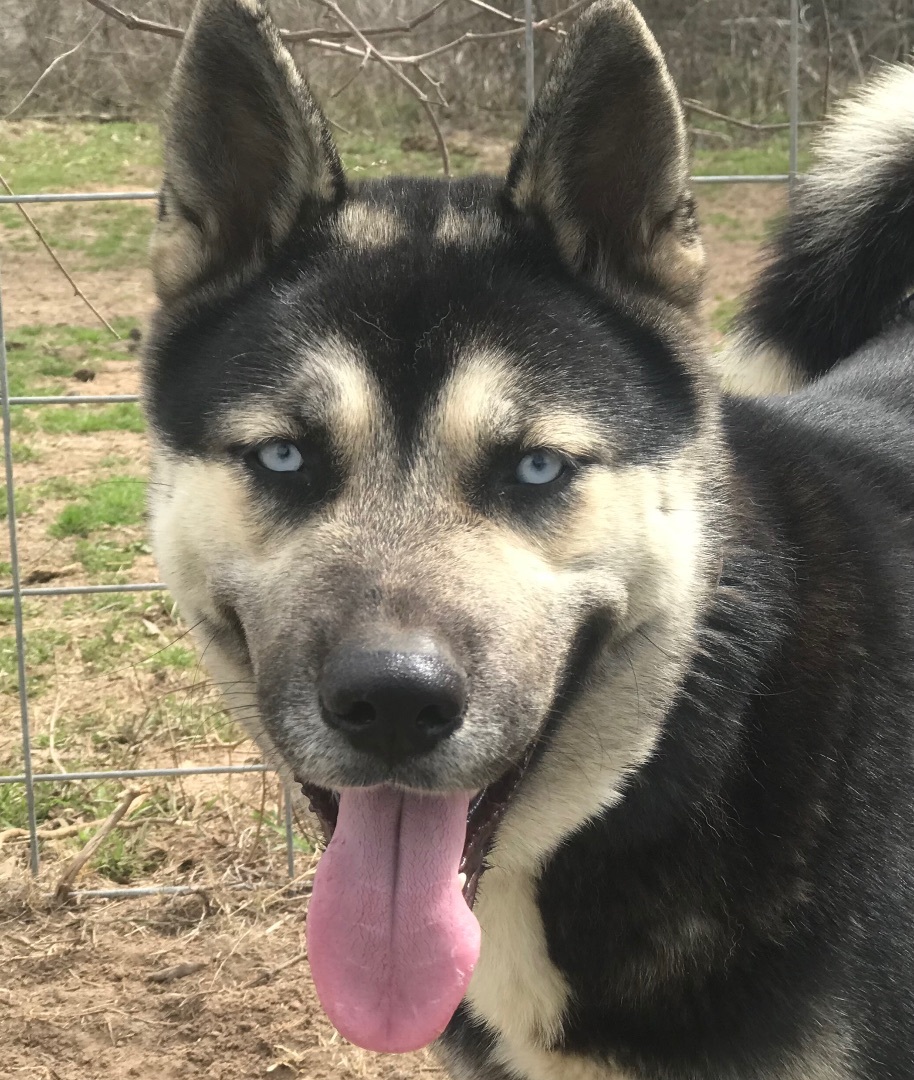 Milan, a Adoptable Husky in Rockdale, TX image 4/12
