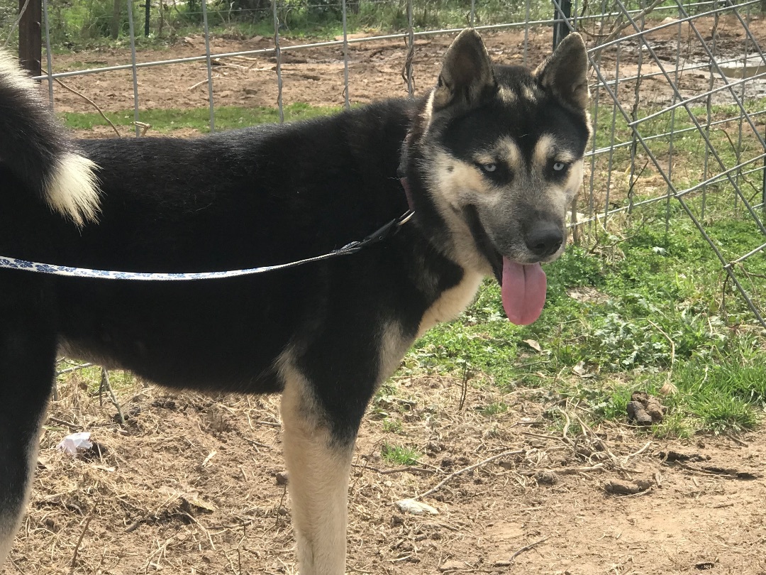 Milan, a Adoptable Husky in Rockdale, TX image 6/12