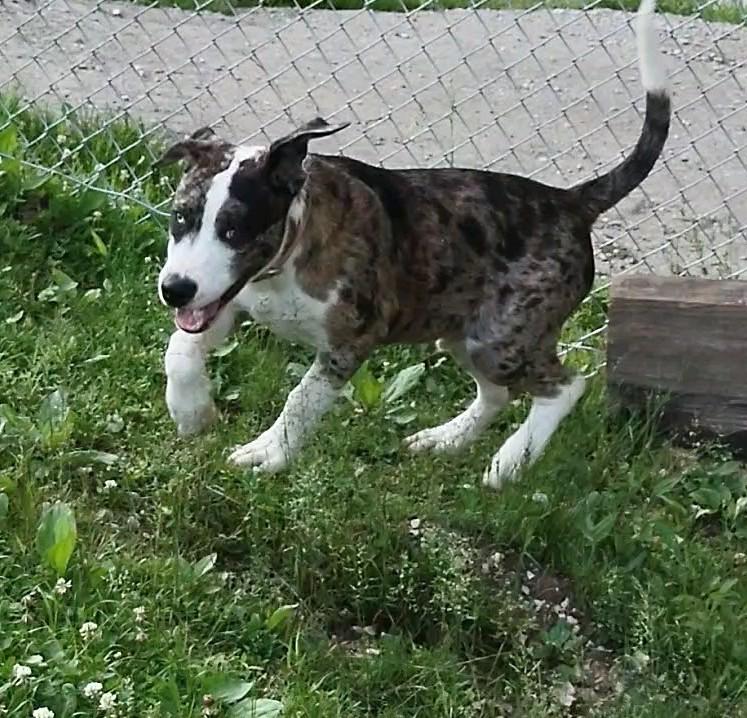 Luigi, Adoptable, Puppy Male Mountain Cur.