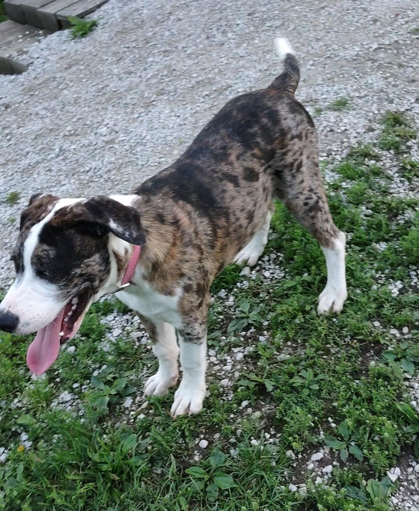 Luigi, a Adoptable mixed breed in Clay City, KY image 3/4