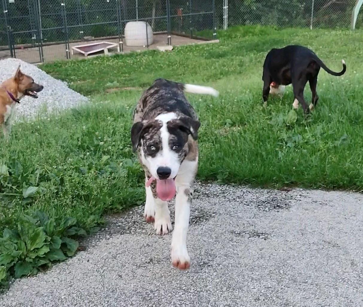 Luigi, a Adoptable mixed breed in Clay City, KY image 2/4