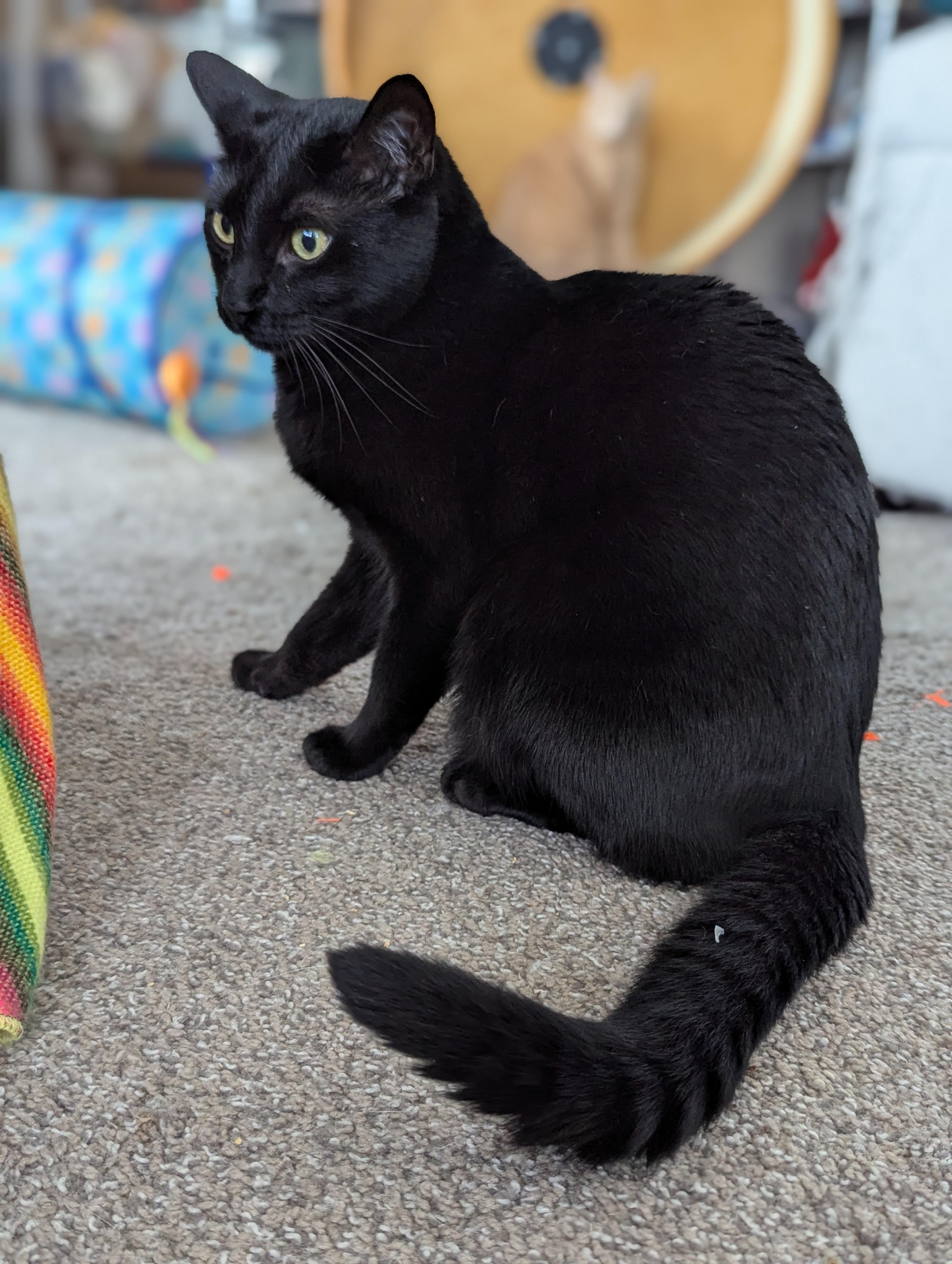 Enlarge Monty (Bonded with Winkie), a Adoptable Domestic Short Hair in Atlanta, GA image 3/6