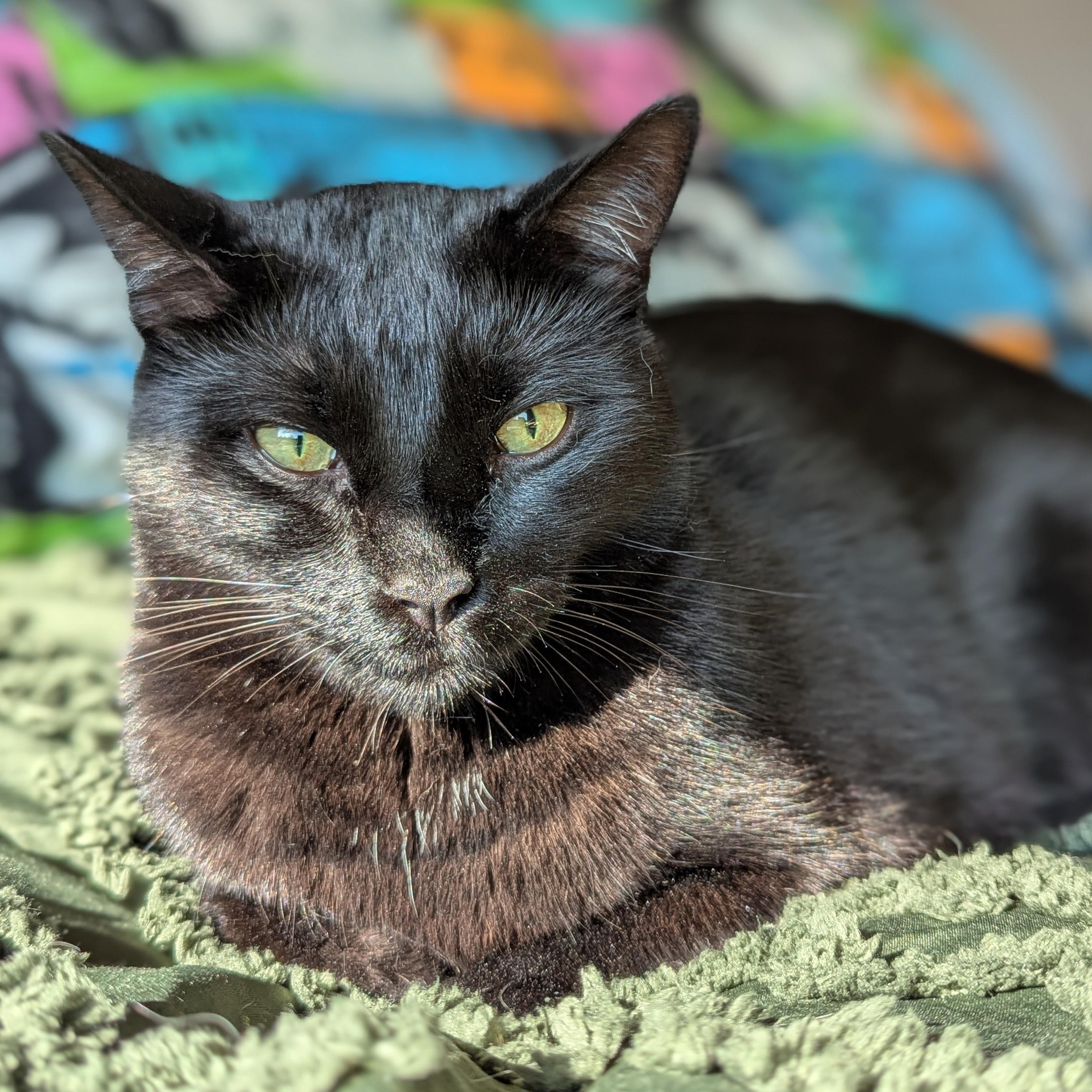 Enlarge Monty (Bonded with Winkie), a Adoptable Domestic Short Hair in Atlanta, GA image 1/6