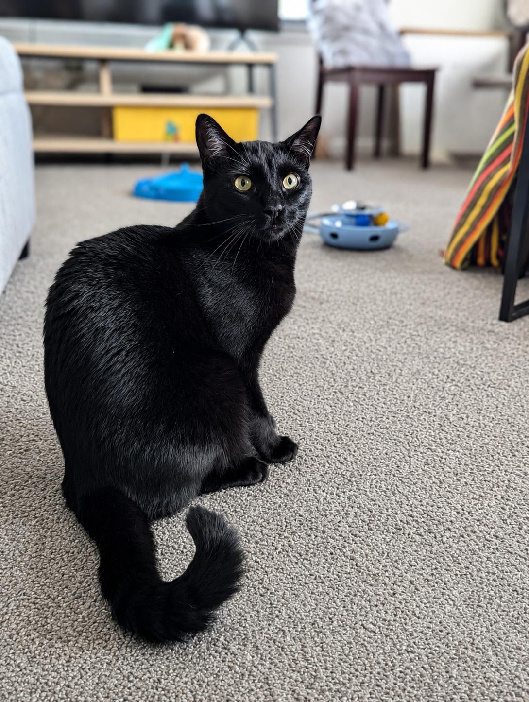 Enlarge Monty (Bonded with Winkie), a Adoptable Domestic Short Hair in Atlanta, GA image 2/6