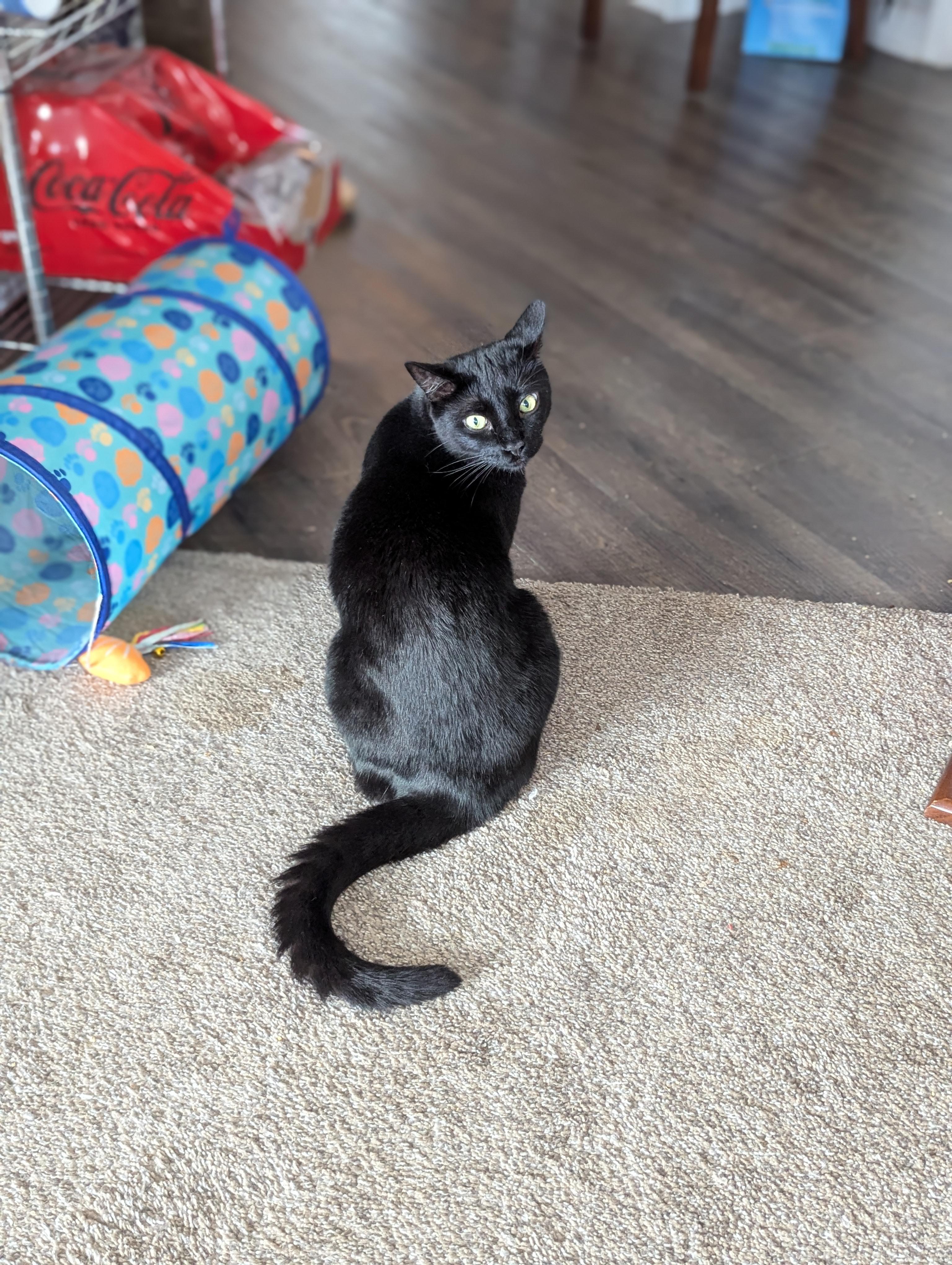 Enlarge Monty (Bonded with Winkie), a Adoptable Domestic Short Hair in Atlanta, GA image 4/6