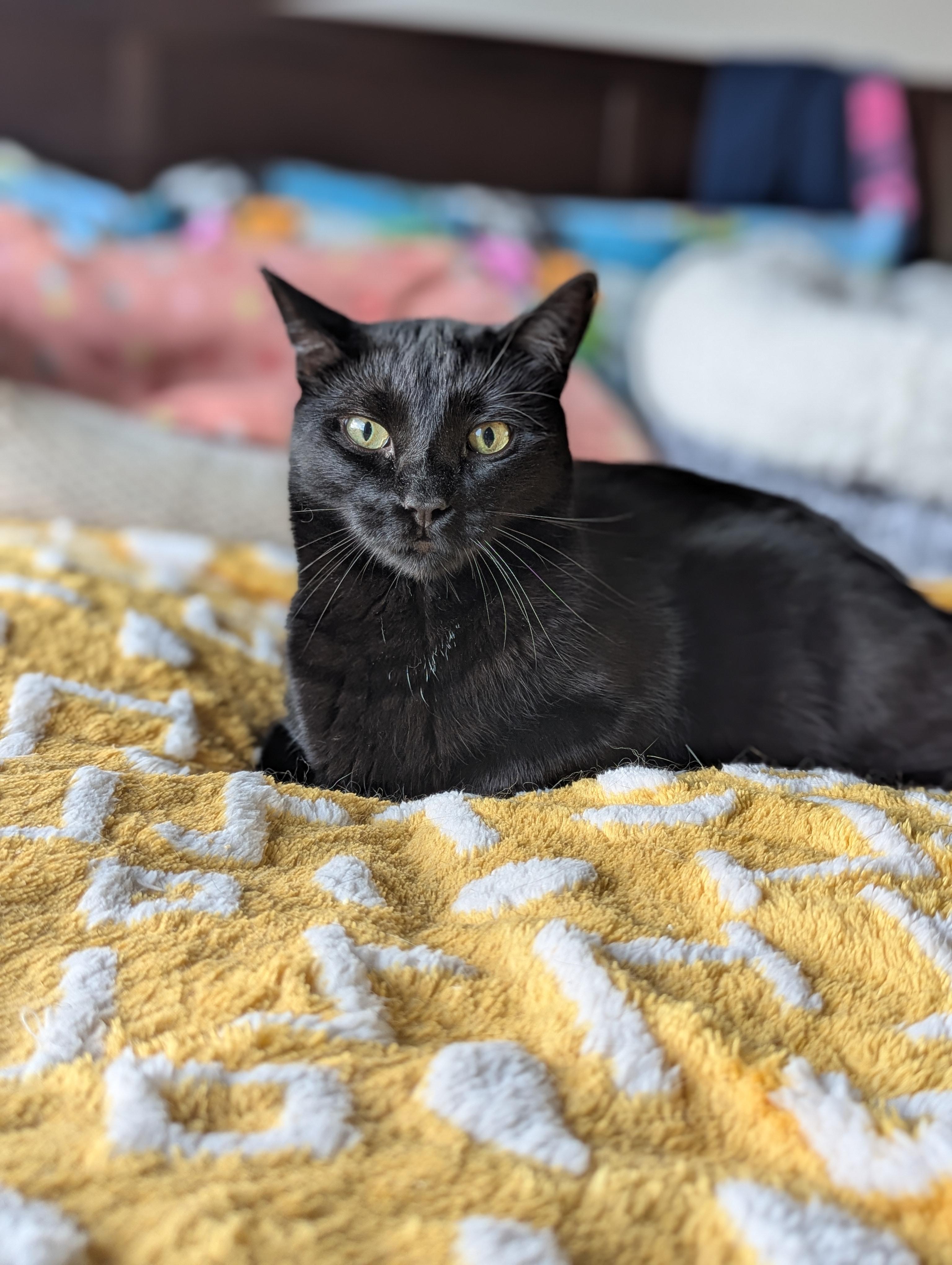 Enlarge Monty (Bonded with Winkie), a Adoptable Domestic Short Hair in Atlanta, GA image 5/6