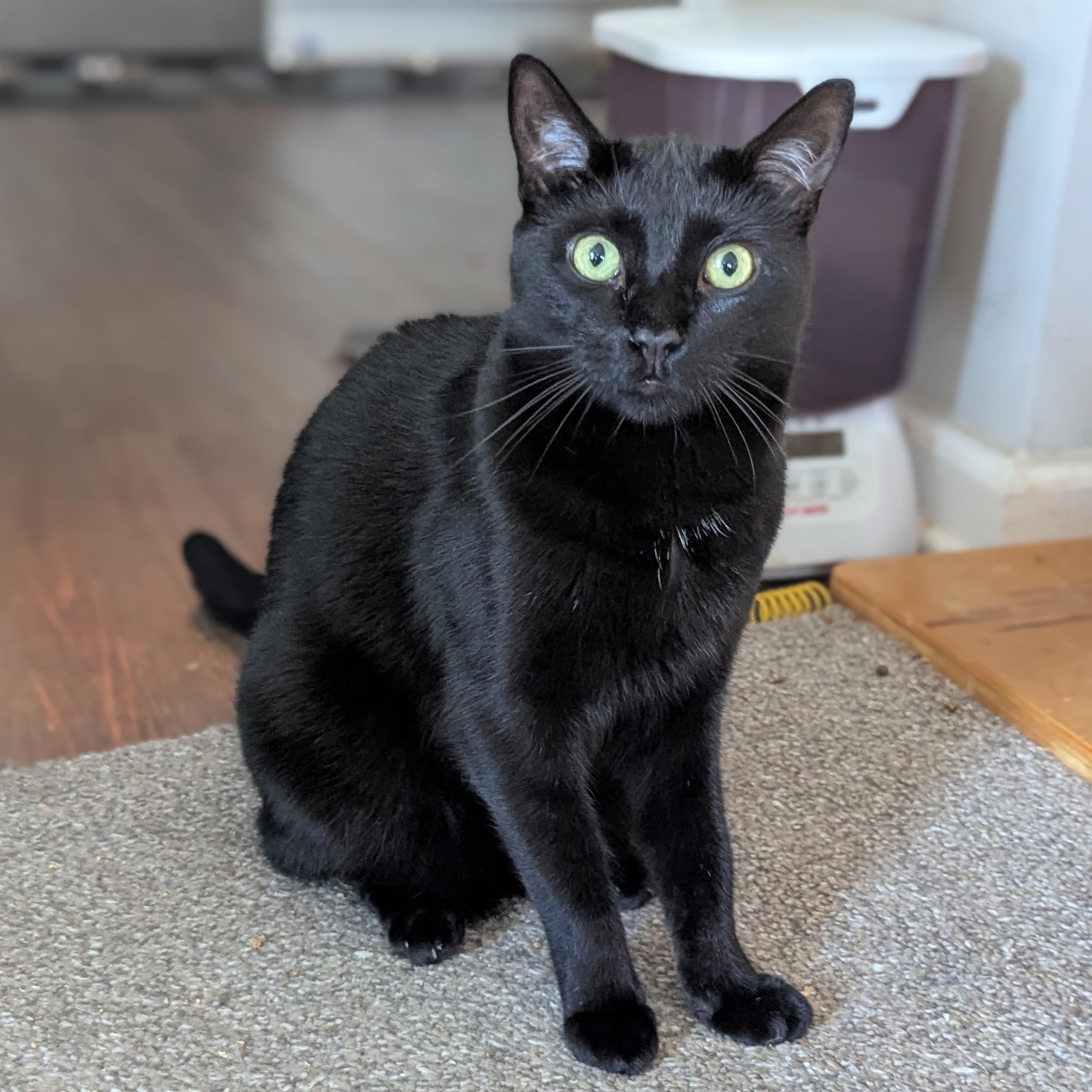 Enlarge Monty (Bonded with Winkie), a Adoptable Domestic Short Hair in Atlanta, GA image 6/6