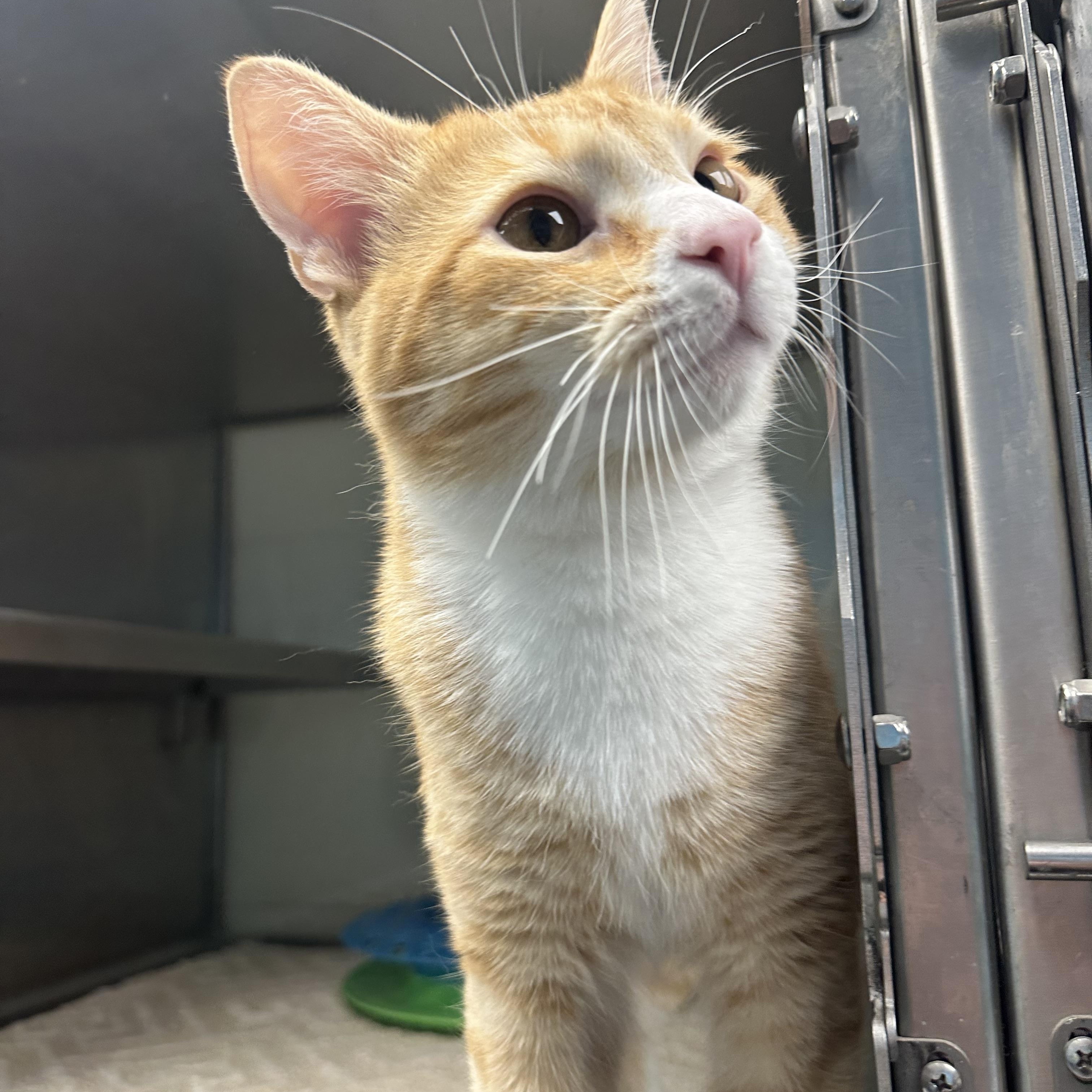 Enlarge Creamsicle, a Adopted Tabby in Monroeville, PA image 1/3