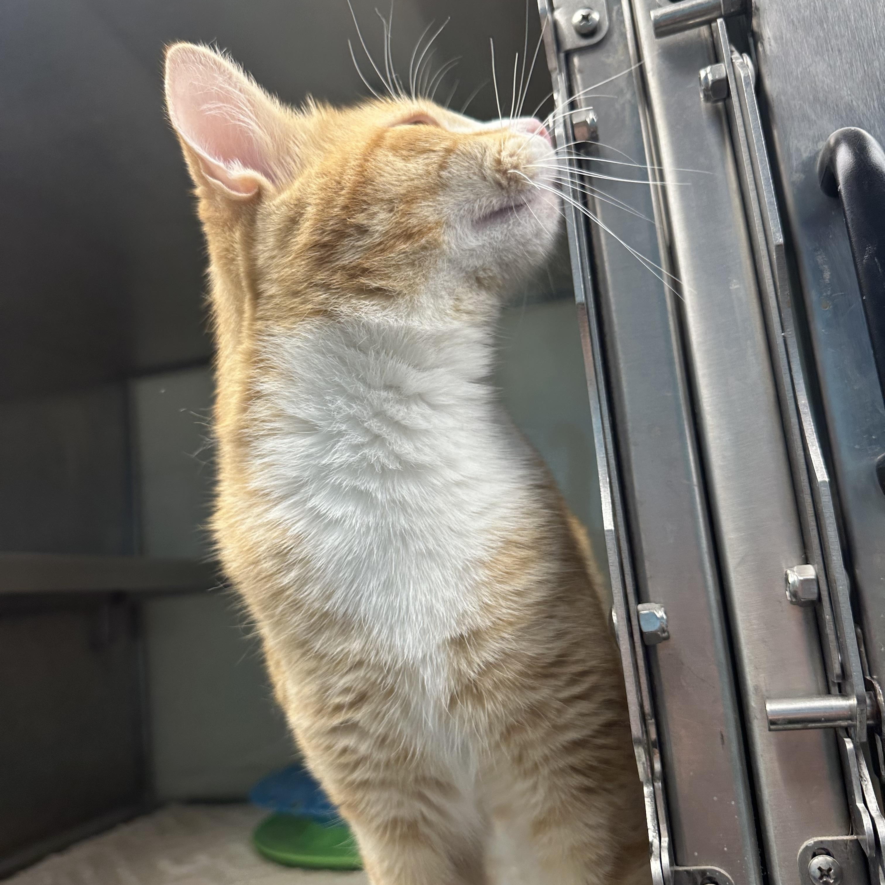 Enlarge Creamsicle, a Adopted Tabby in Monroeville, PA image 2/3