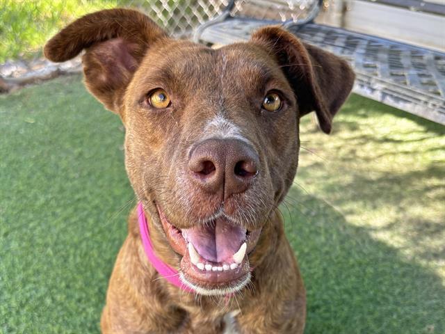 MISSY, Adoptable, Young Female Plott Hound & Mixed Breed.