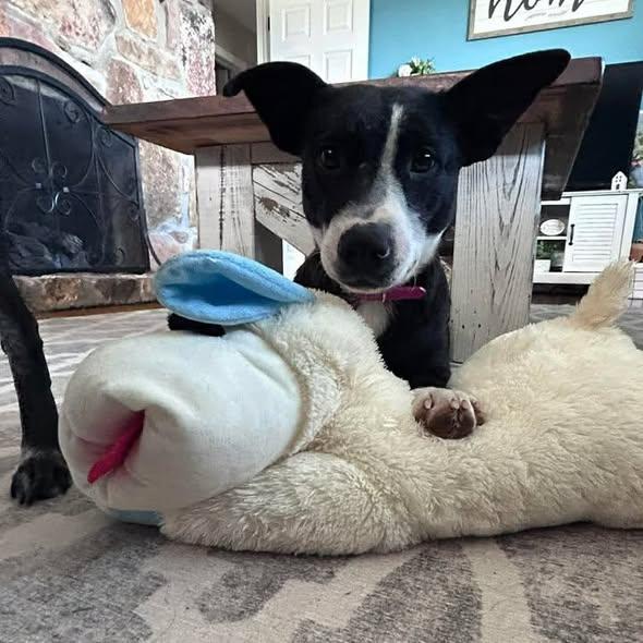 Bettie, ADOPTABLE, Young Female Basset Hound.