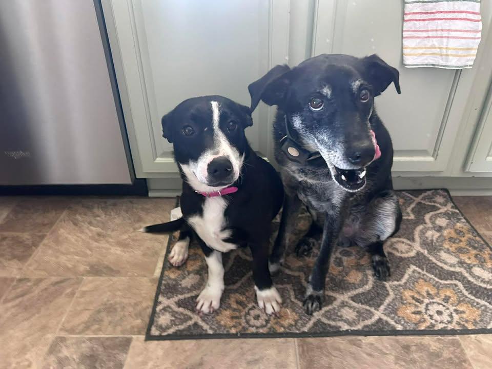 Bettie, a ADOPTABLE mixed breed in Pearisburg, VA image 2/2