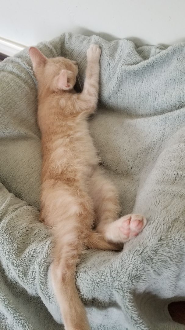 Esau, Adoptable, Adult Male Domestic Short Hair.