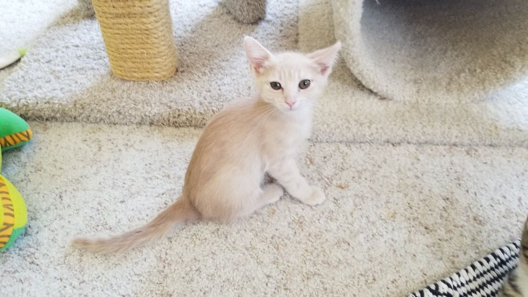 Esau, a Adoptable mixed breed in Valley Center, CA image 2/6