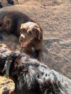 Enlarge MAPLE, a Adopted mixed breed in Norco, CA image 1/4